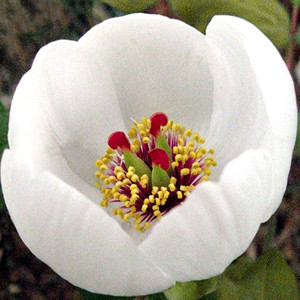 PAEONIA OBOVATA (ALBA) seed image