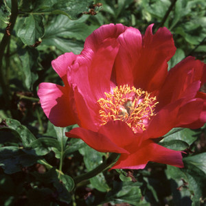 PAEONIA PEREGRINA seed image
