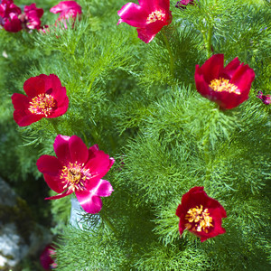 PAEONIA TENUIFOLIA seed image