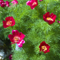 PAEONIA TENUIFOLIA seed image