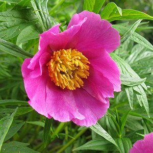 PAEONIA VEITCHII WOODWARDII seed image