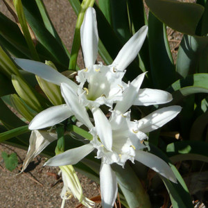 PANCRATIUM MARITIMUM seed image