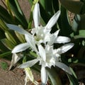 PANCRATIUM MARITIMUM seed image