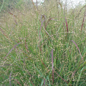 PANICUM VIRGATUM 'HEAVY METAL' seed image