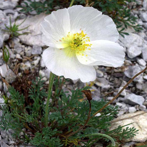 PAPAVER ALPINUM seed image