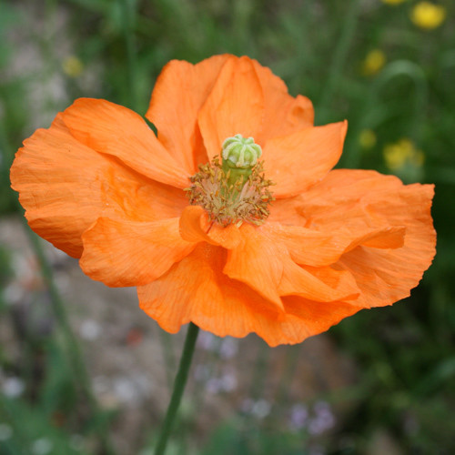 PAPAVER ATLANTICUM seed image