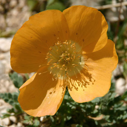 PAPAVER NUDICAULE seed image