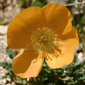 PAPAVER NUDICAULE seed image