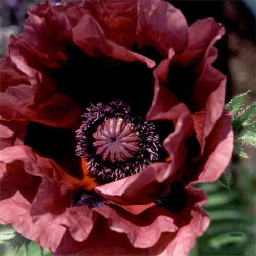 PAPAVER ORIENTALE BEST CULTIVARS seed image