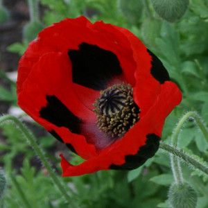 PAPAVER COMMUTATUM 'LADYBIRD' seed image
