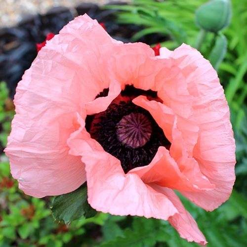 PAPAVER ORIENTALE 'PRINCESS VICTORIA LOUISE' seed image