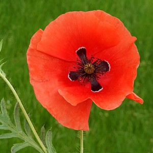 PAPAVER RHOEAS seed image