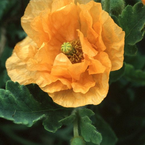 PAPAVER RUPIFRAGUM 'ORANGE FEATHERS' seed image