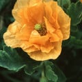 PAPAVER RUPIFRAGUM 'ORANGE FEATHERS' seed image