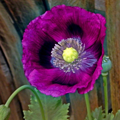 PAPAVER SOMNIFERUM 'LAUREN'S GRAPE' seed image