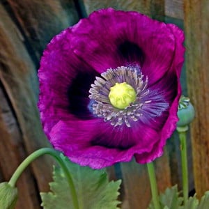 PAPAVER SOMNIFERUM 'LAUREN'S GRAPE' seed image