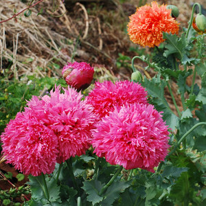 Peony Seeds 200+ Mixed Color Peony Poppy Seeds Black, Purple, Pink Poppy Peony Seeds - Giant Double Flower Seeds