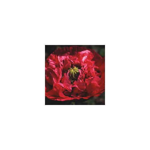 PAPAVER SOMNIFERUM ULTIMATE MIXTURE seed image
