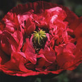 PAPAVER SOMNIFERUM ULTIMATE MIXTURE seed image