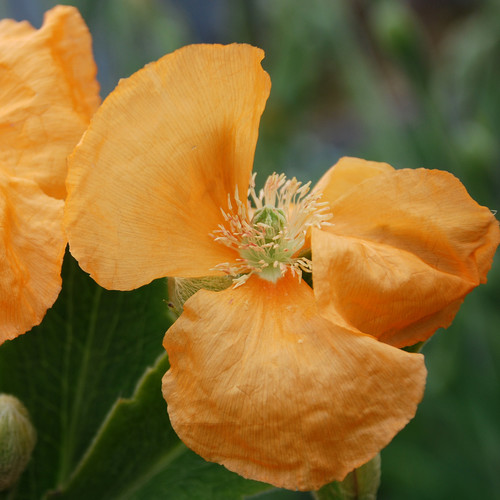 PAPAVER SPICATUM seed image