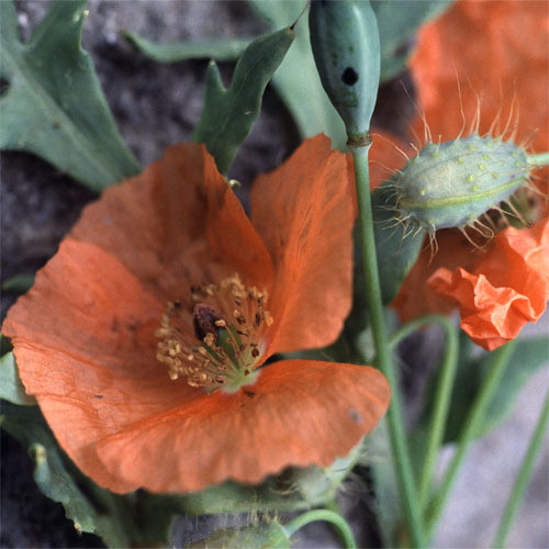 PAPAVER TRINIIFOLIUM seed image