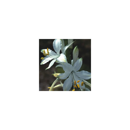 PARADISEA LUSITANICA seed image