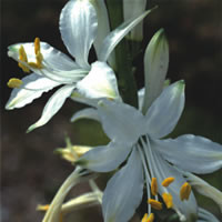 PARADISEA LUSITANICA seed image