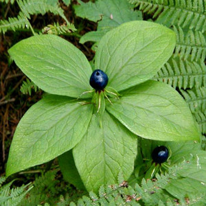 PARIS QUADRIFOLIA seed image