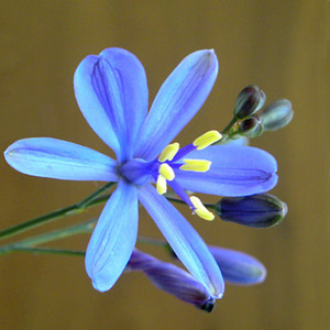 PASITHEA COERULEA seed image