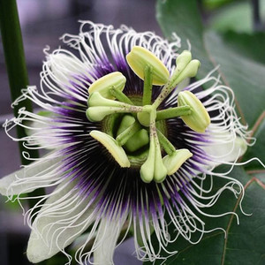 PASSIFLORA EDULIS seed image