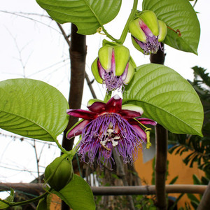 Passiflora cuneata 10 seeds 
