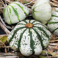 SQUASH PATTISON'S PANACHE seed image