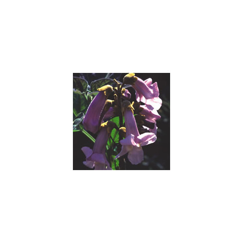Paulownia tomentosa