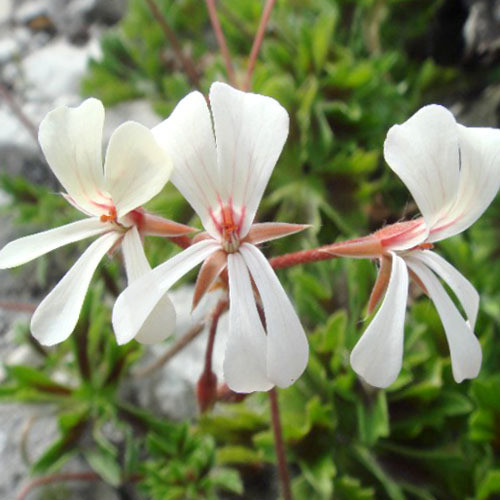 PELARGONIUM ALCHEMILLOIDES seed image