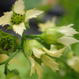 PELTOBOYKINIA WATANABEI seed image