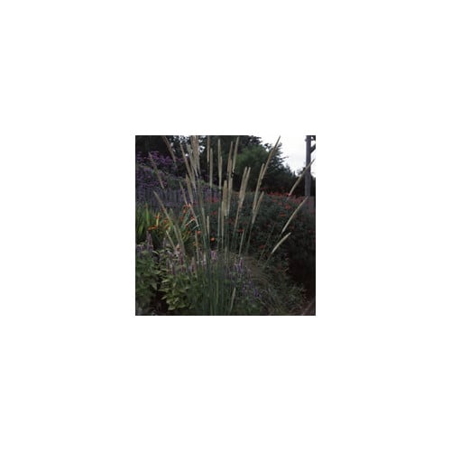 PENNISETUM MACROURUM seed image