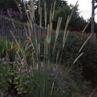 PENNISETUM MACROURUM seed image