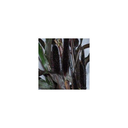 PENNISETUM GLAUCUM 'PURPLE MAJESTY' seed image