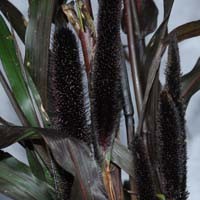 PENNISETUM GLAUCUM 'PURPLE MAJESTY' seed image
