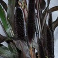 PENNISETUM GLAUCUM 'PURPLE MAJESTY' seed image