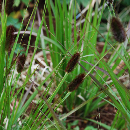 Dårlig faktor Oversigt stakåndet PENNISETUM THUNBERGII 'RED BUTTONS' SEEDS (Fountain Grass 'Red Buttons') -  Plant World Seeds