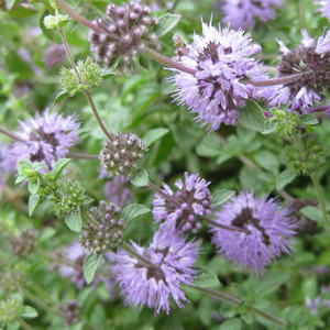 HERB PENNYROYAL seed image