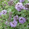 HERB PENNYROYAL seed image