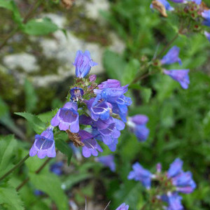 PENSTEMON ALPINUS seed image