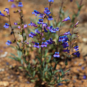 PENSTEMON AZUREUS seed image