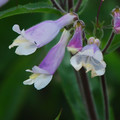 PENSTEMON HIRSUTUS 'BLUE FOAM' seed image
