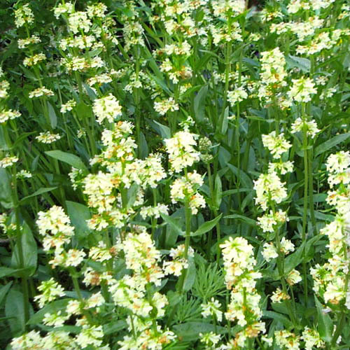 PENSTEMON CONFERTUS seed image