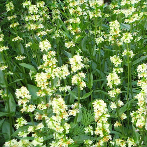 PENSTEMON CONFERTUS seed image