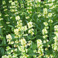 PENSTEMON CONFERTUS seed image