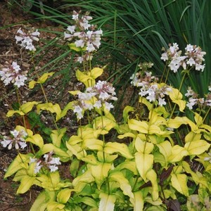 PENSTEMON DIGITALIS 'GOLD FOIL' seed image